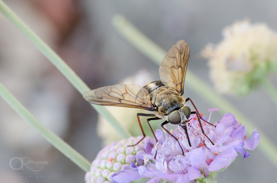 Promenade des abeilles